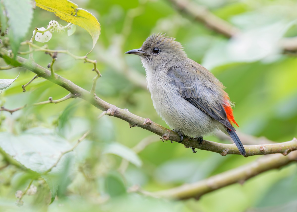 Scarlet-backed Flowerpecker - ML645091606