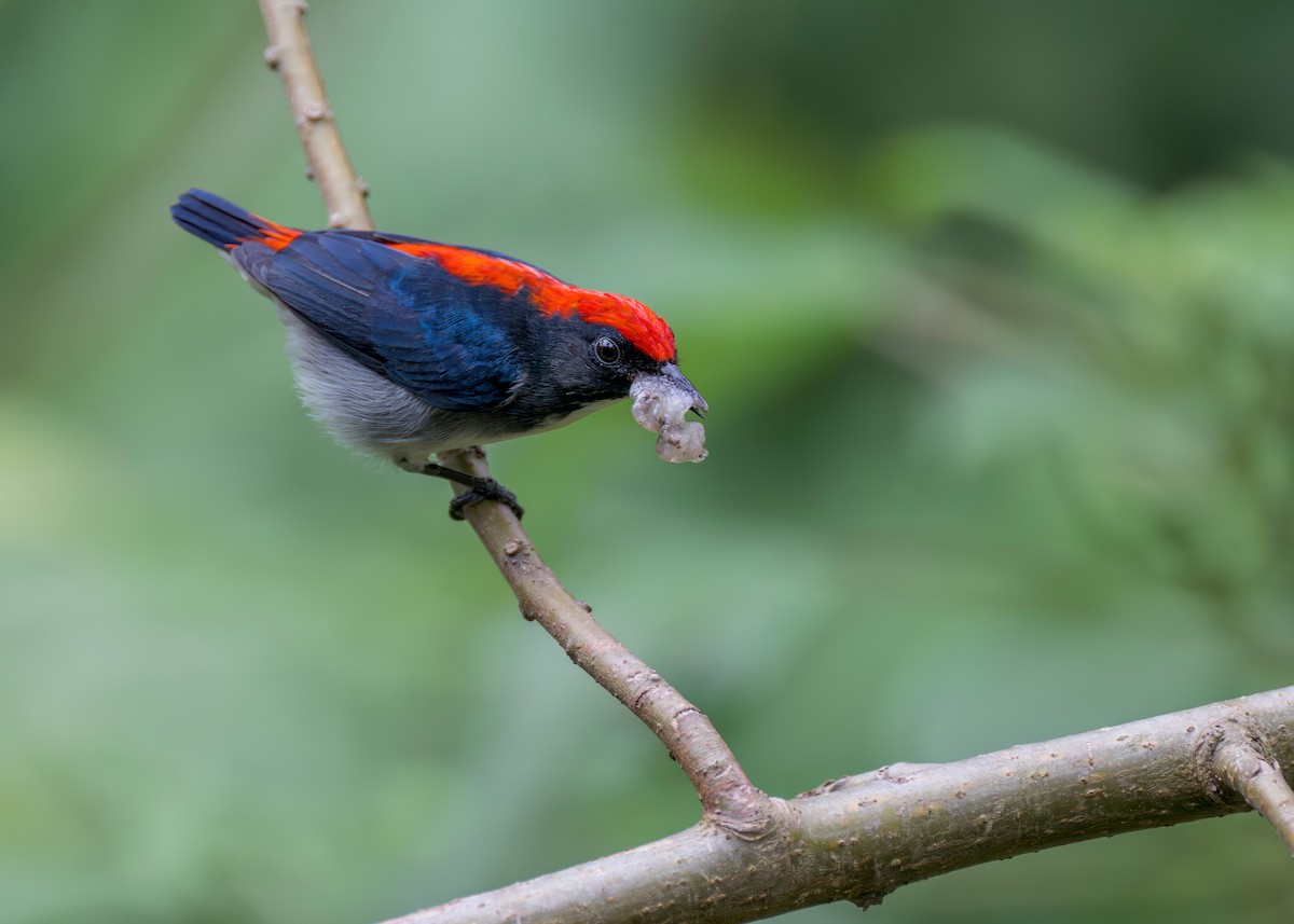 Scarlet-backed Flowerpecker - ML645091607