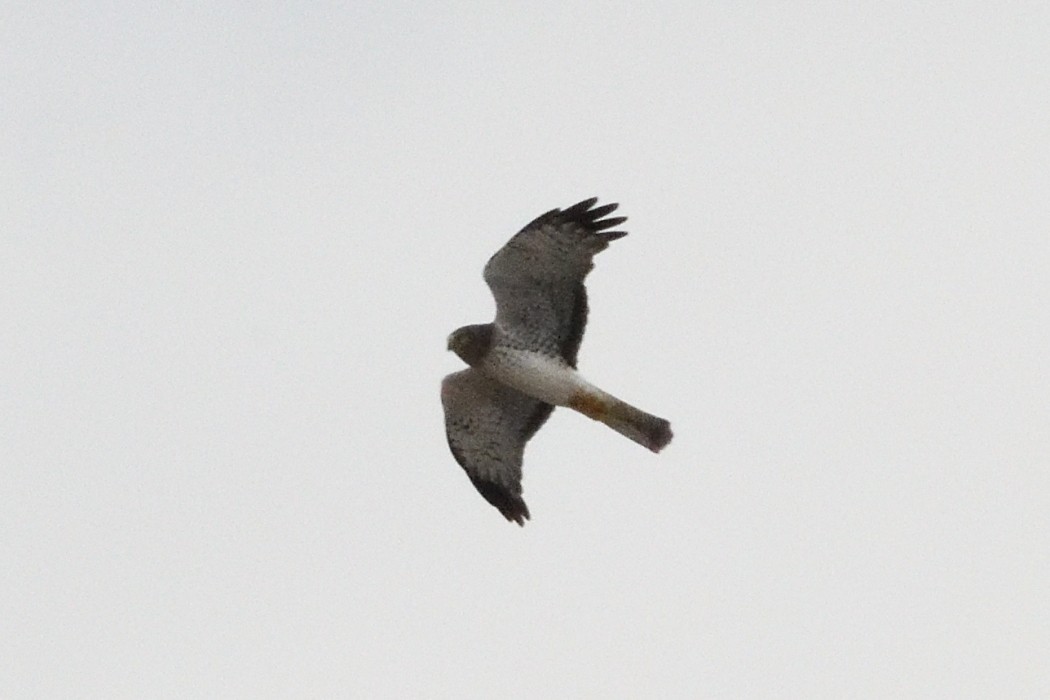 Лунь американський - ML645091618