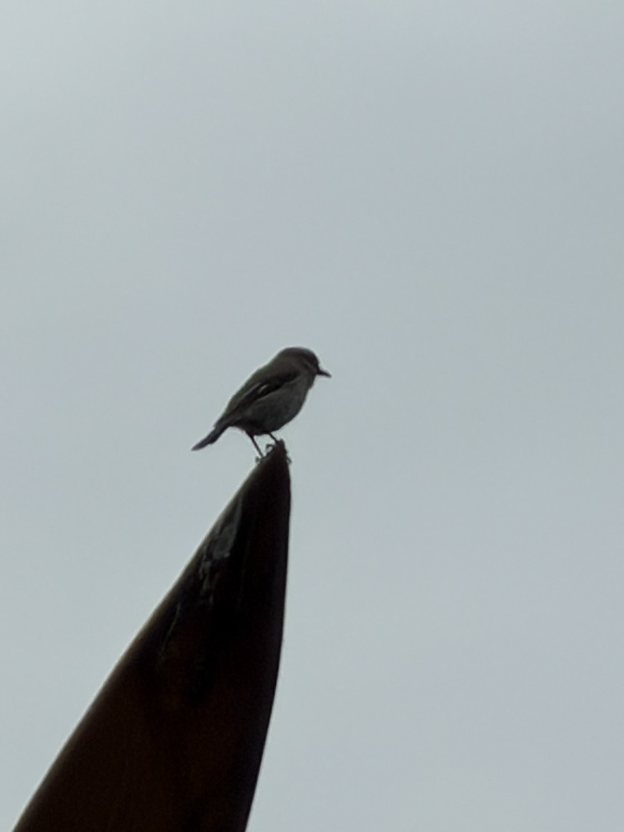 Королець брунатний - ML645091620