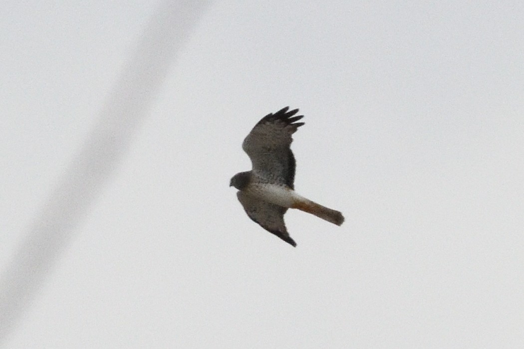 Лунь американський - ML645091624