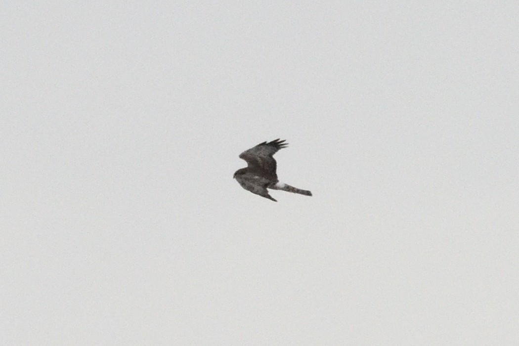 Лунь американський - ML645091632