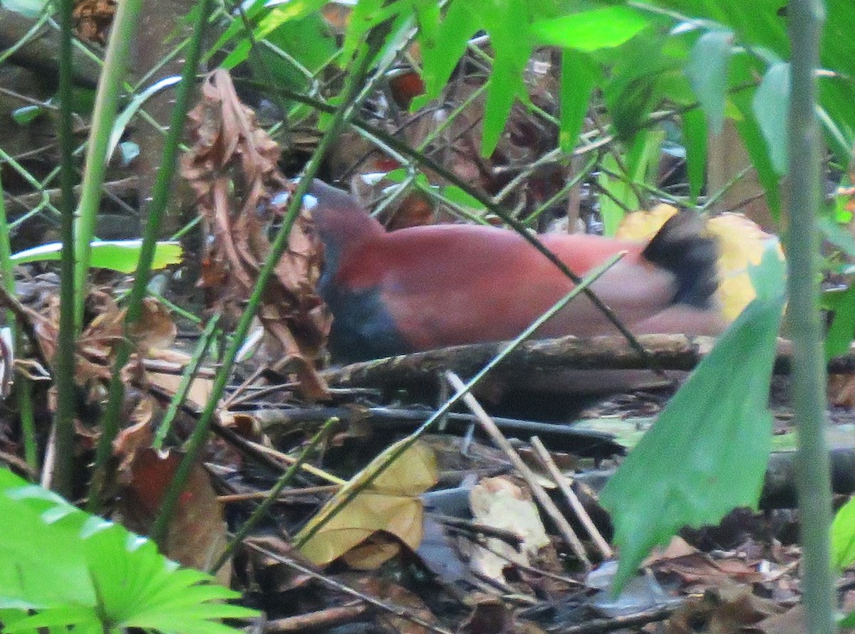 Blue-faced Rail - ML645091636