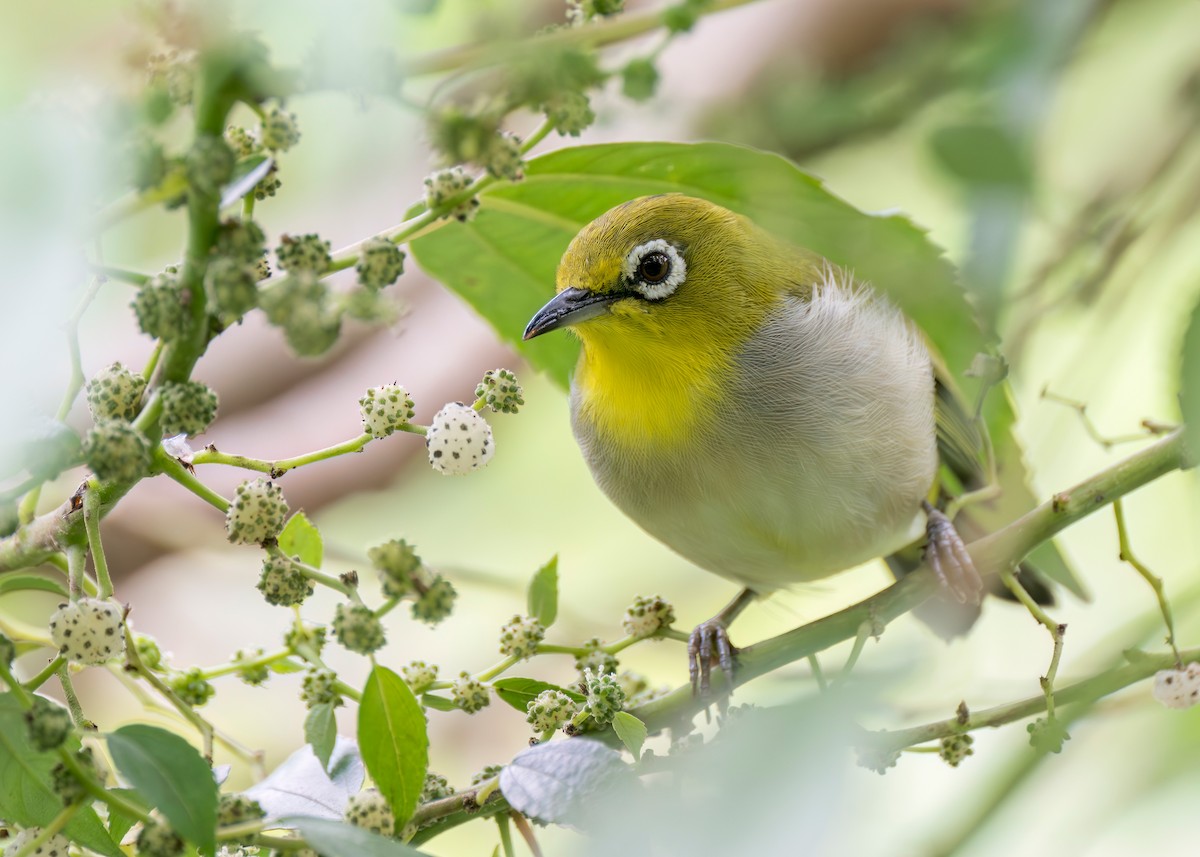 Swinhoe's White-eye - ML645091643