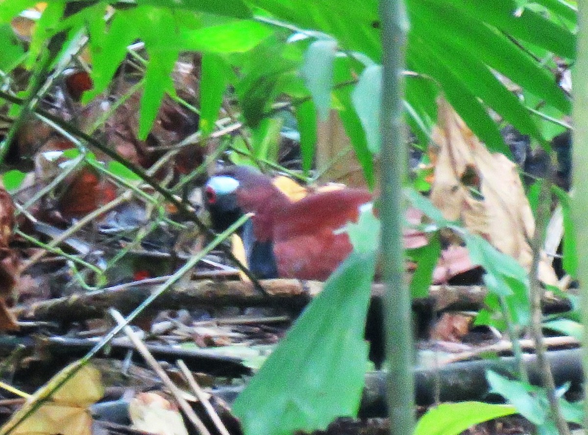 Blue-faced Rail - ML645091645