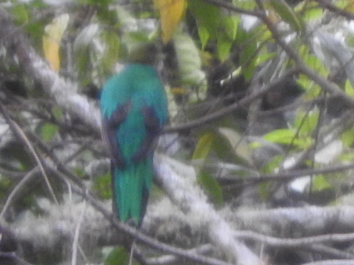 Goldkopftrogon - ML645091650