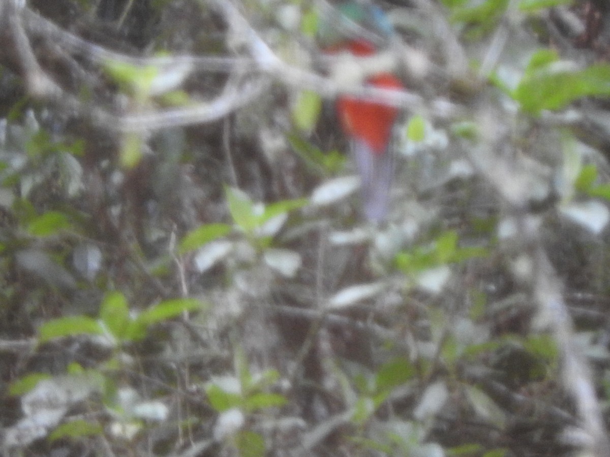 Goldkopftrogon - ML645091658