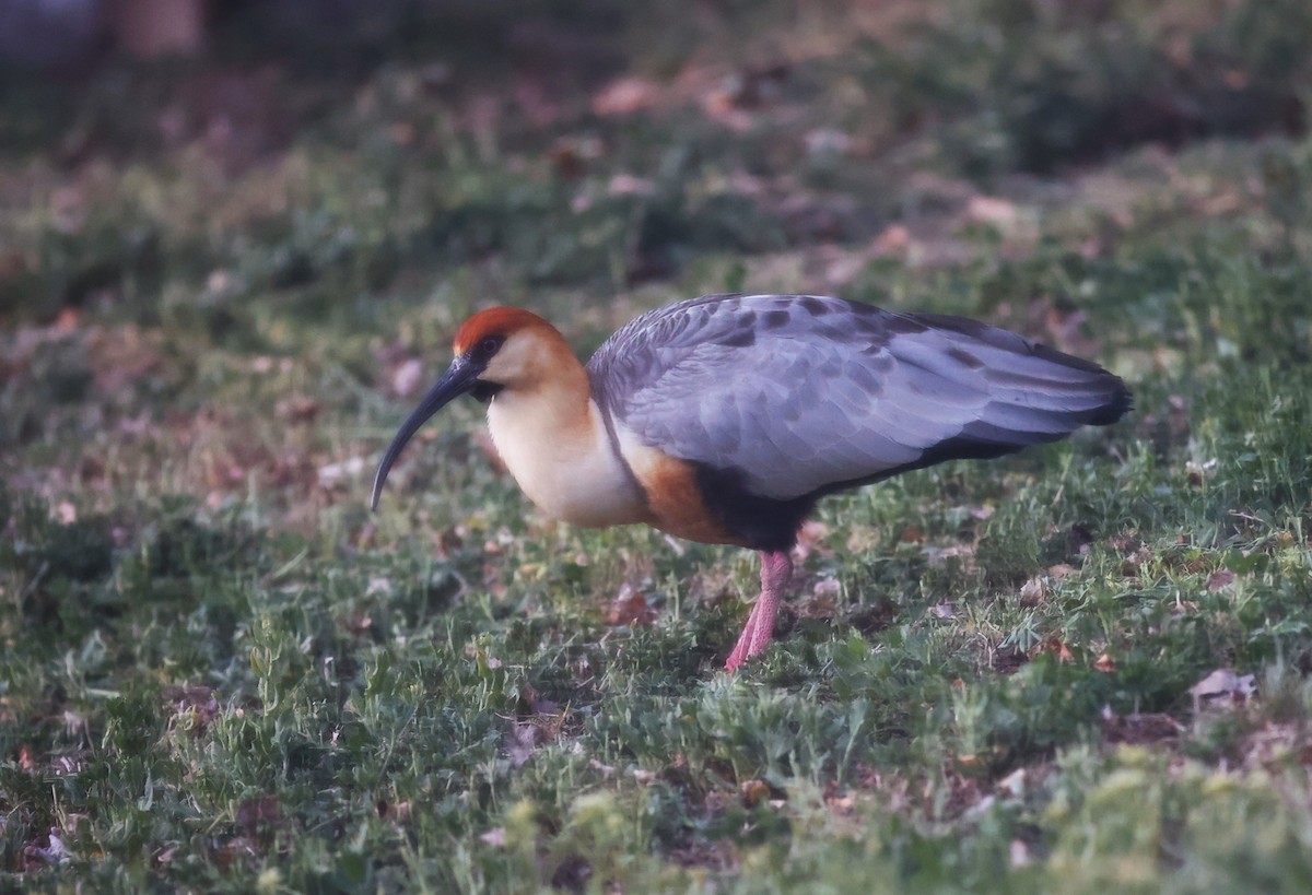 Bandurria Austral - ML645091659