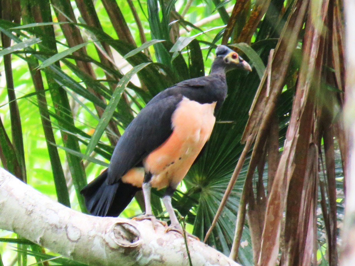 Малео - ML645091684