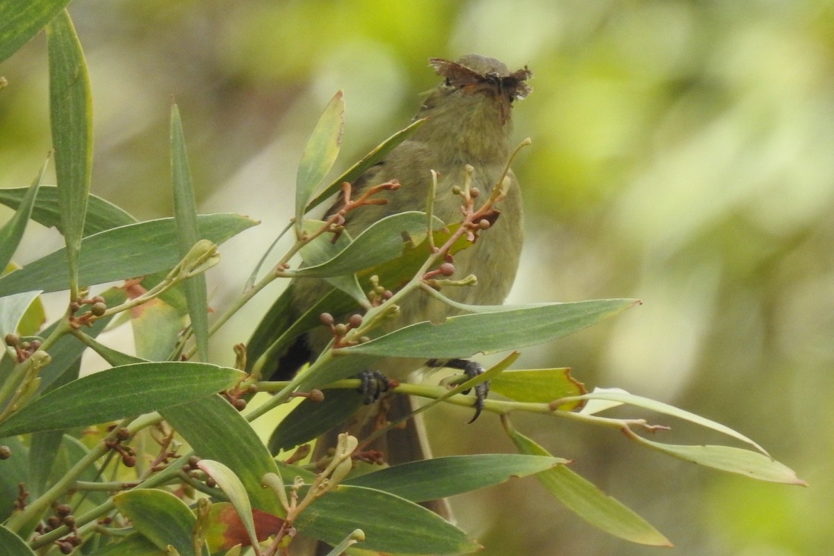 Mountain Elaenia - ML645091688