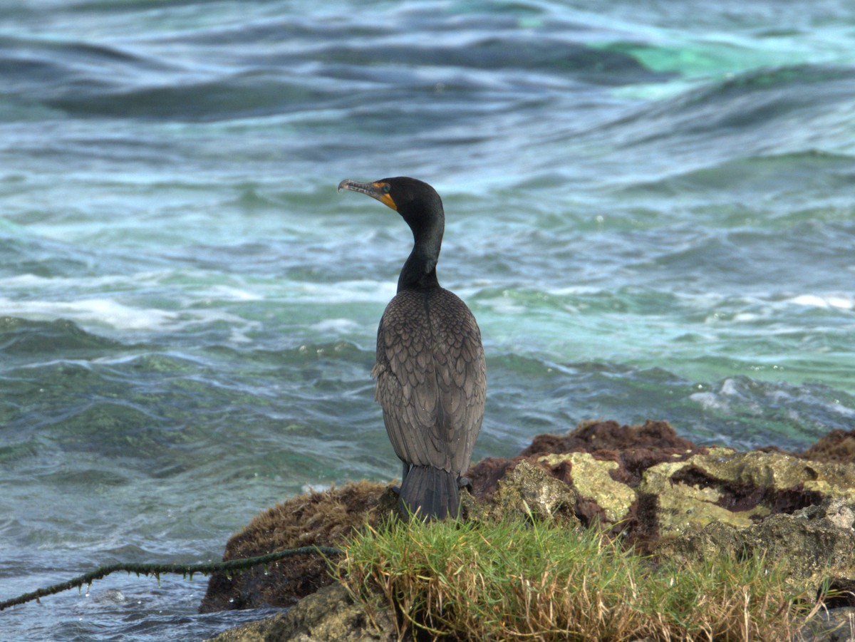 Cormoran à aigrettes - ML645091690