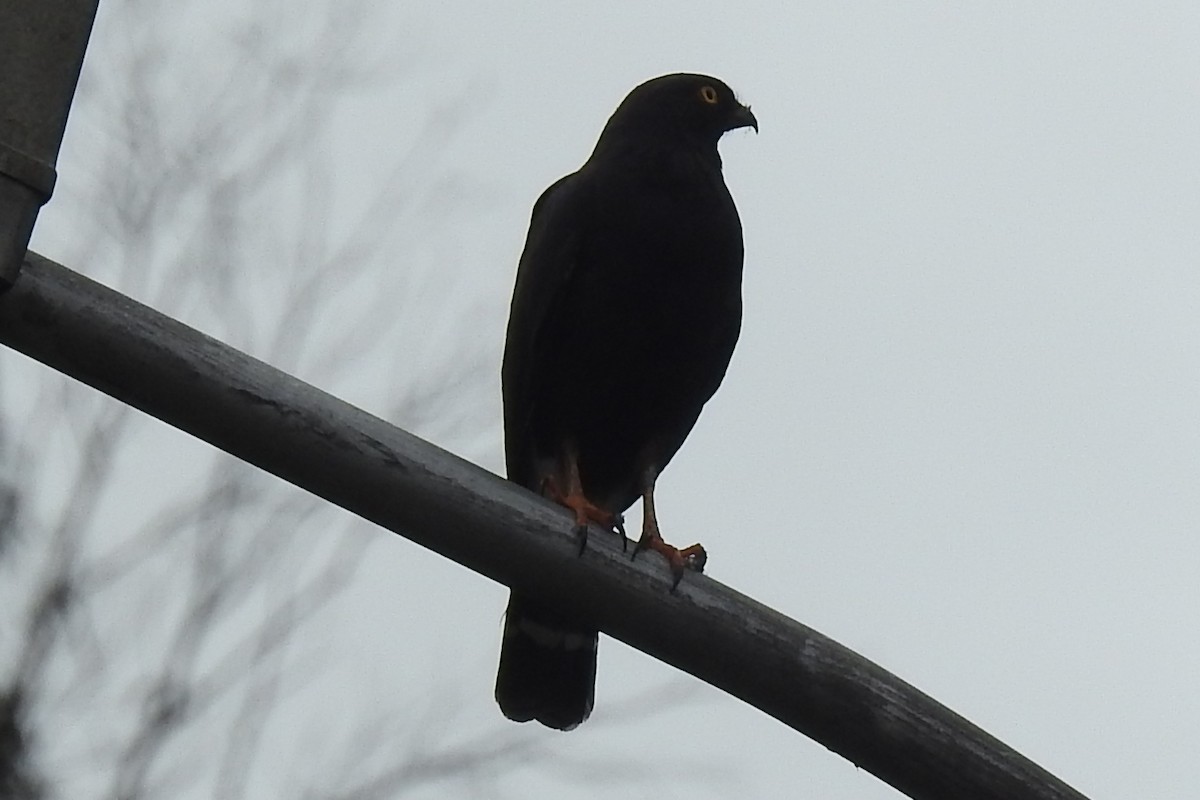 káně bělokostřečná - ML645091698