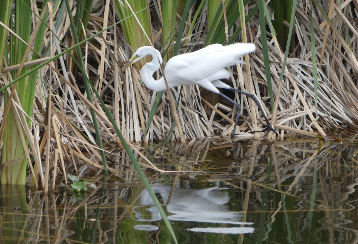 Koartza zuria - ML645091709