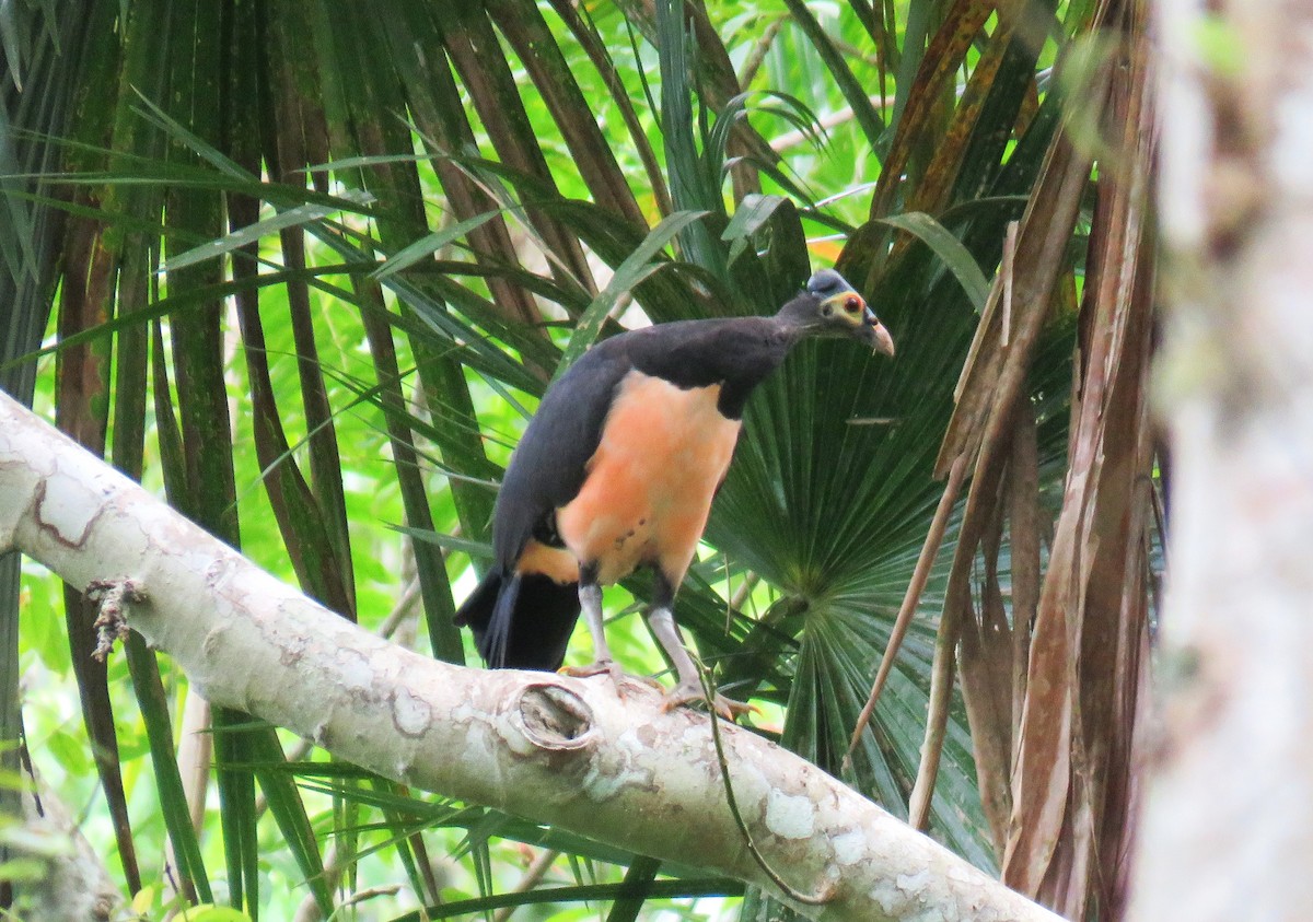 Малео - ML645091717