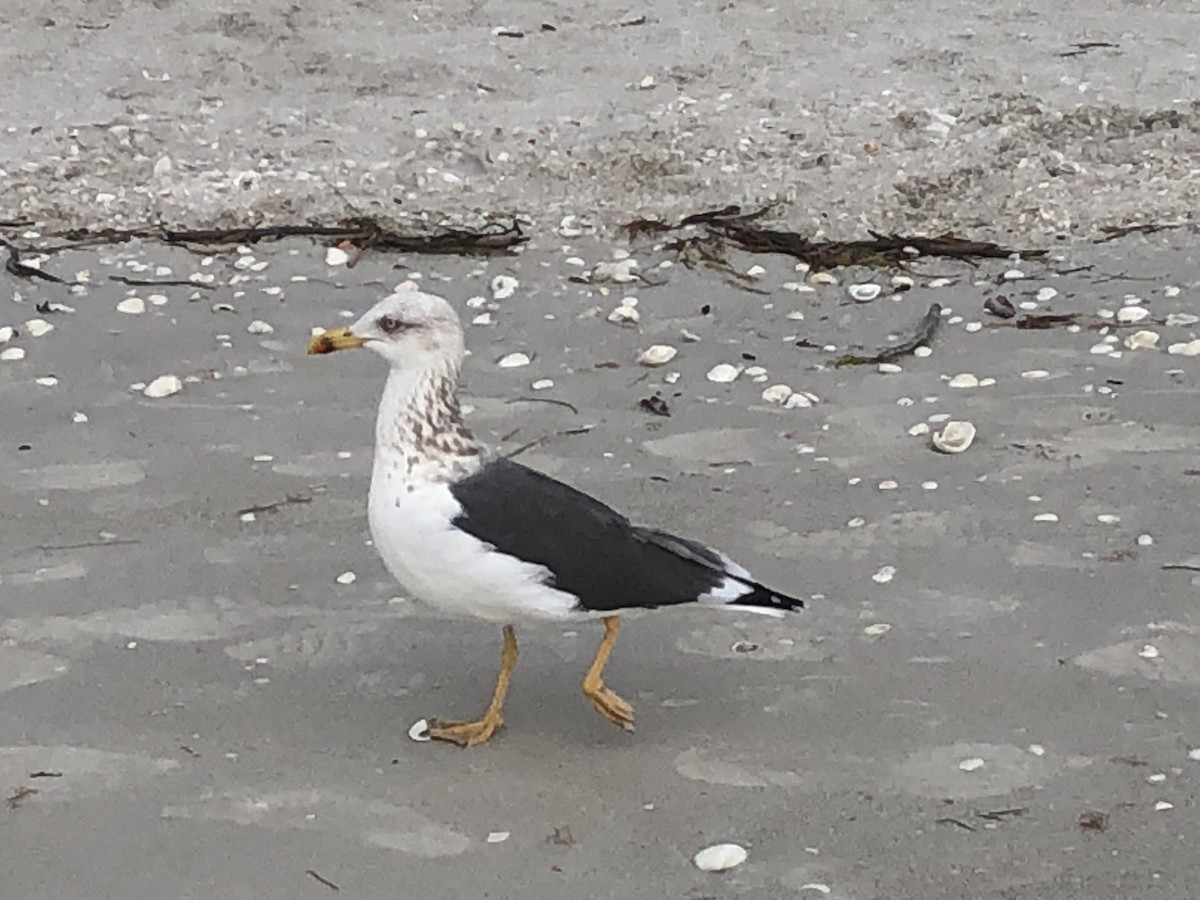 Gaviota Sombría - ML645091725