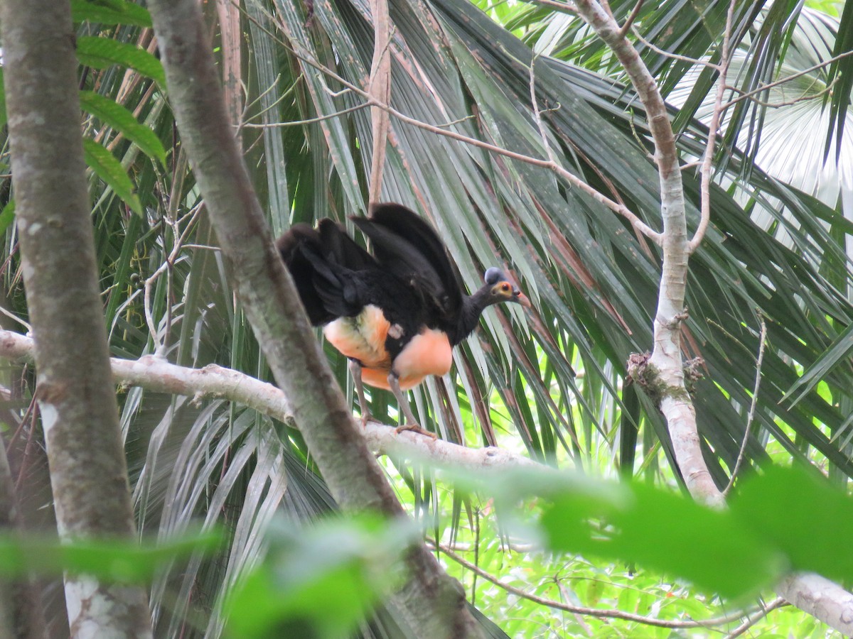 Малео - ML645091739