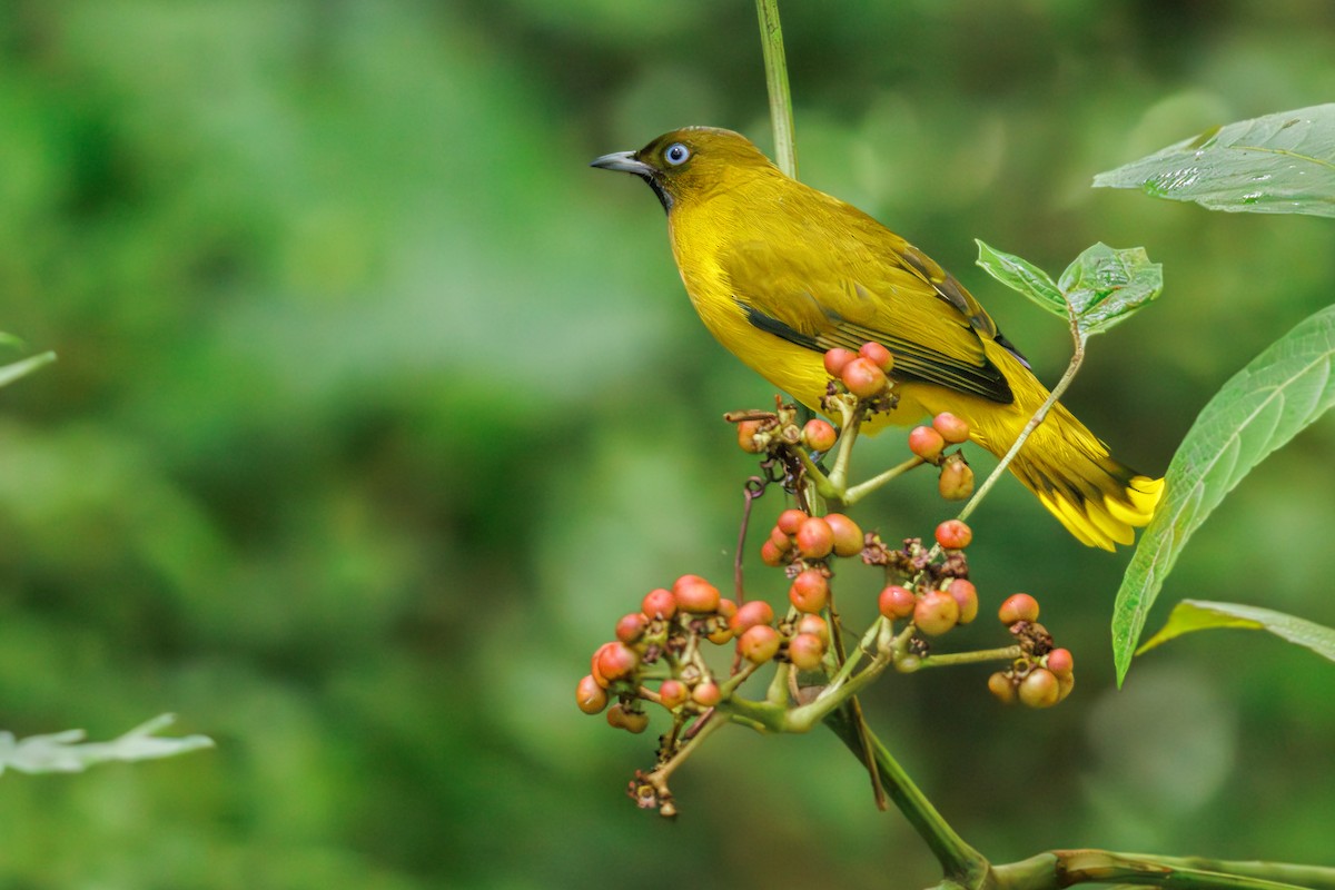 Andaman Bulbul - ML645091741