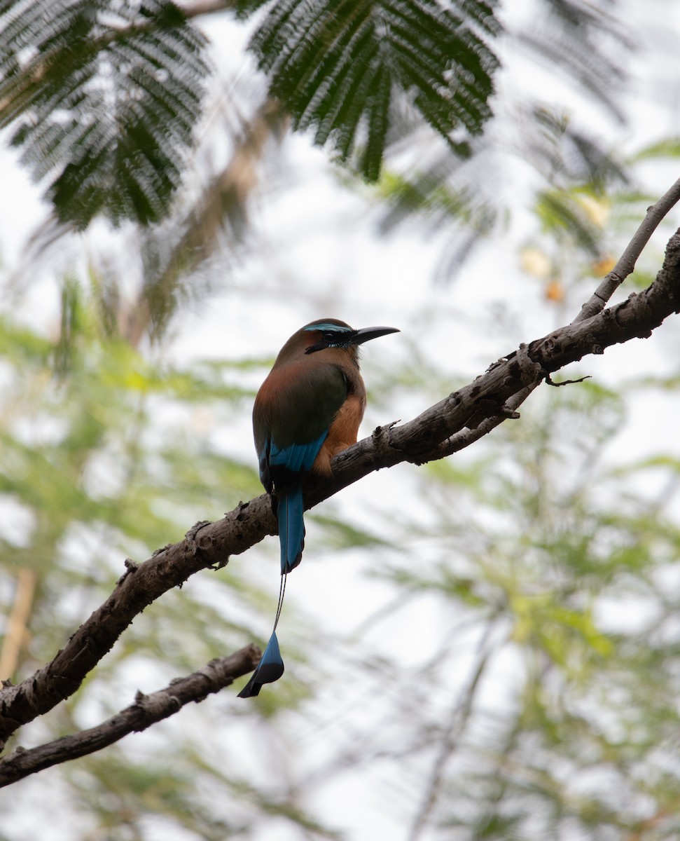 Момот рудочеревий - ML645091768