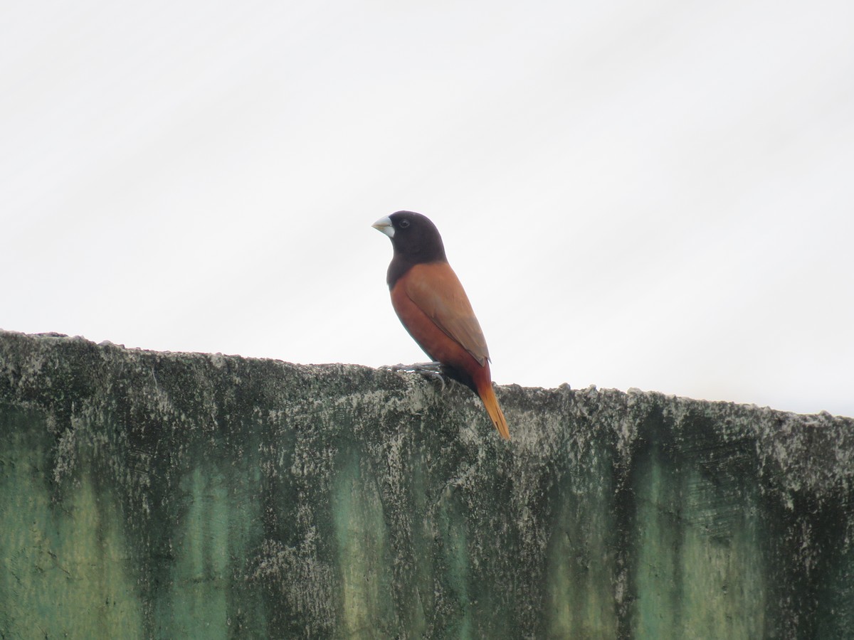 Capucin à tête noire - ML645091783