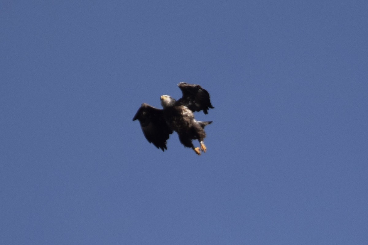 Bald Eagle - ML645091804