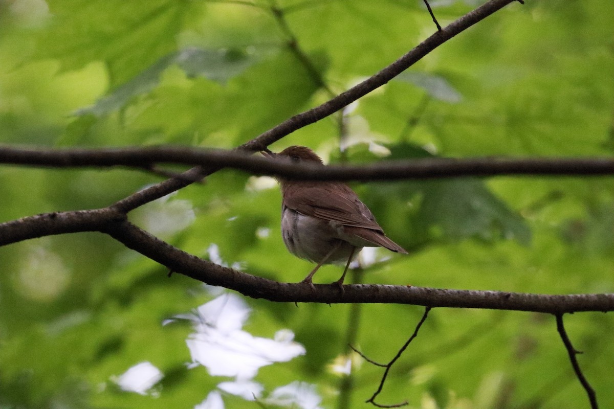 viriskogtrost - ML645091805