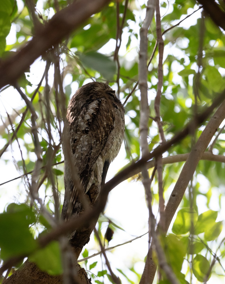 Northern Potoo - ML645091815