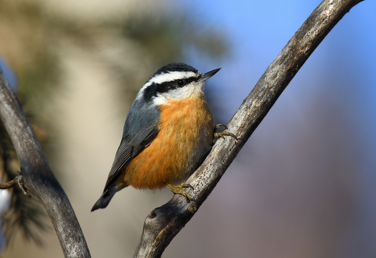 Red-breasted Nuthatch - ML645091817