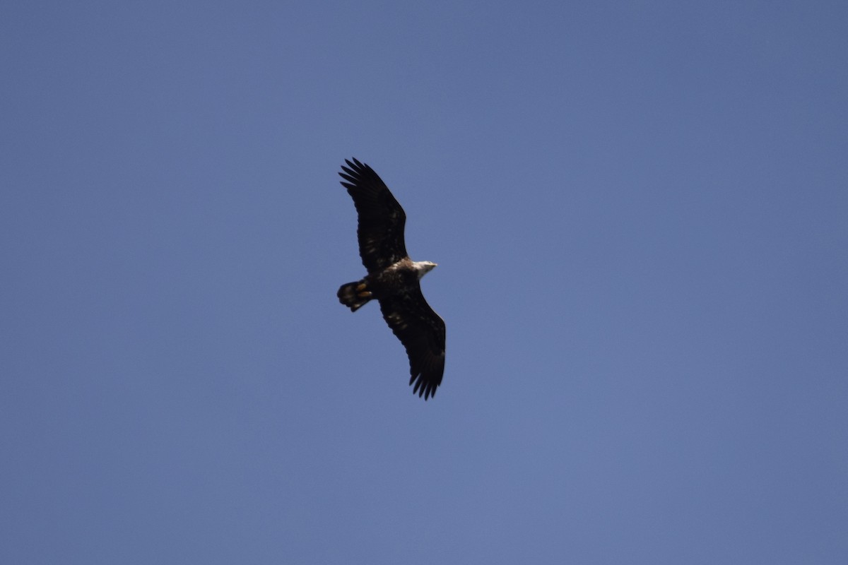 Bald Eagle - ML645091827
