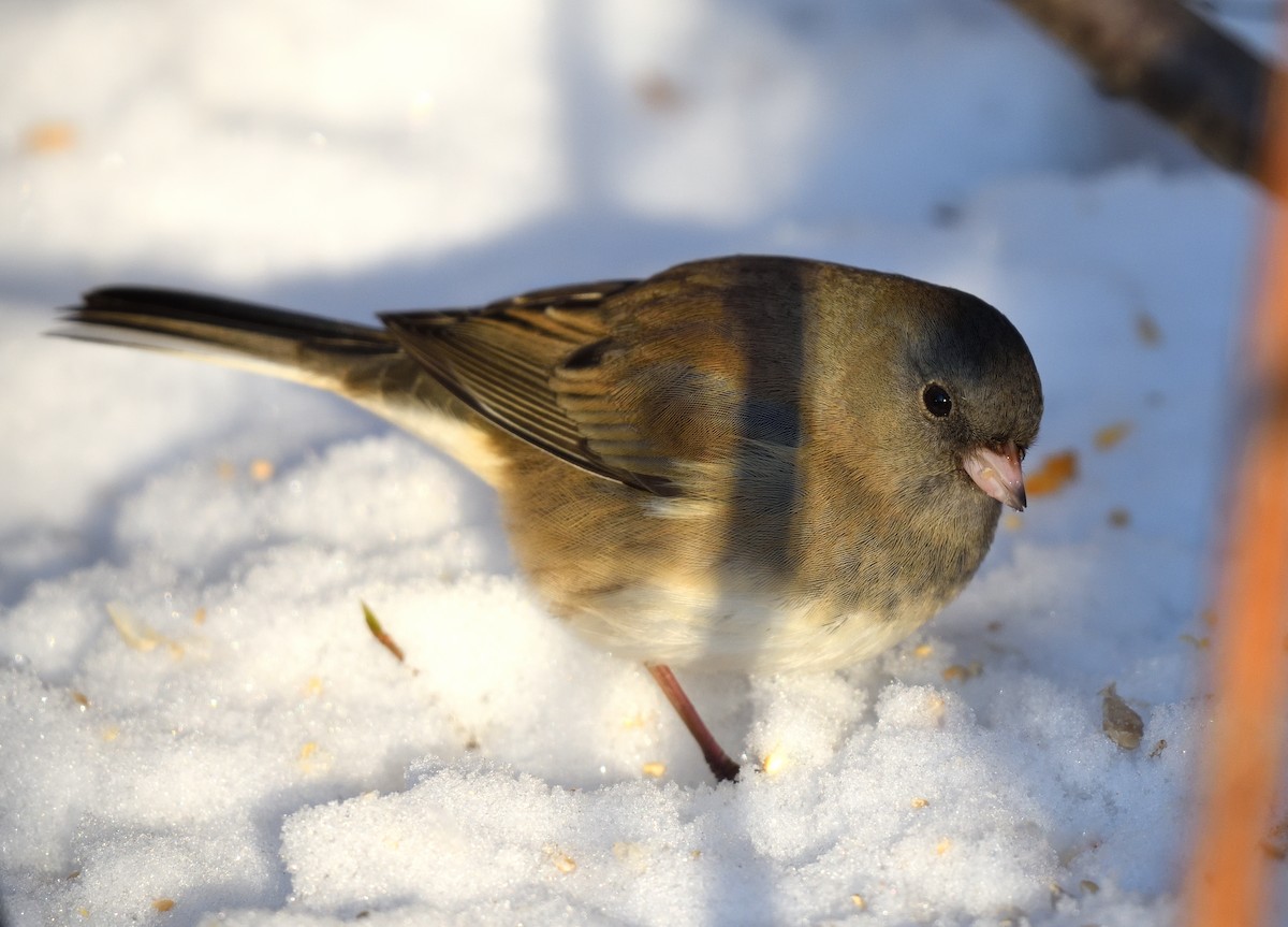 Dark-eyed Junco - ML645091837