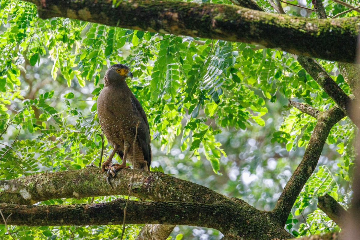 Хохлатый змееяд - ML645091838