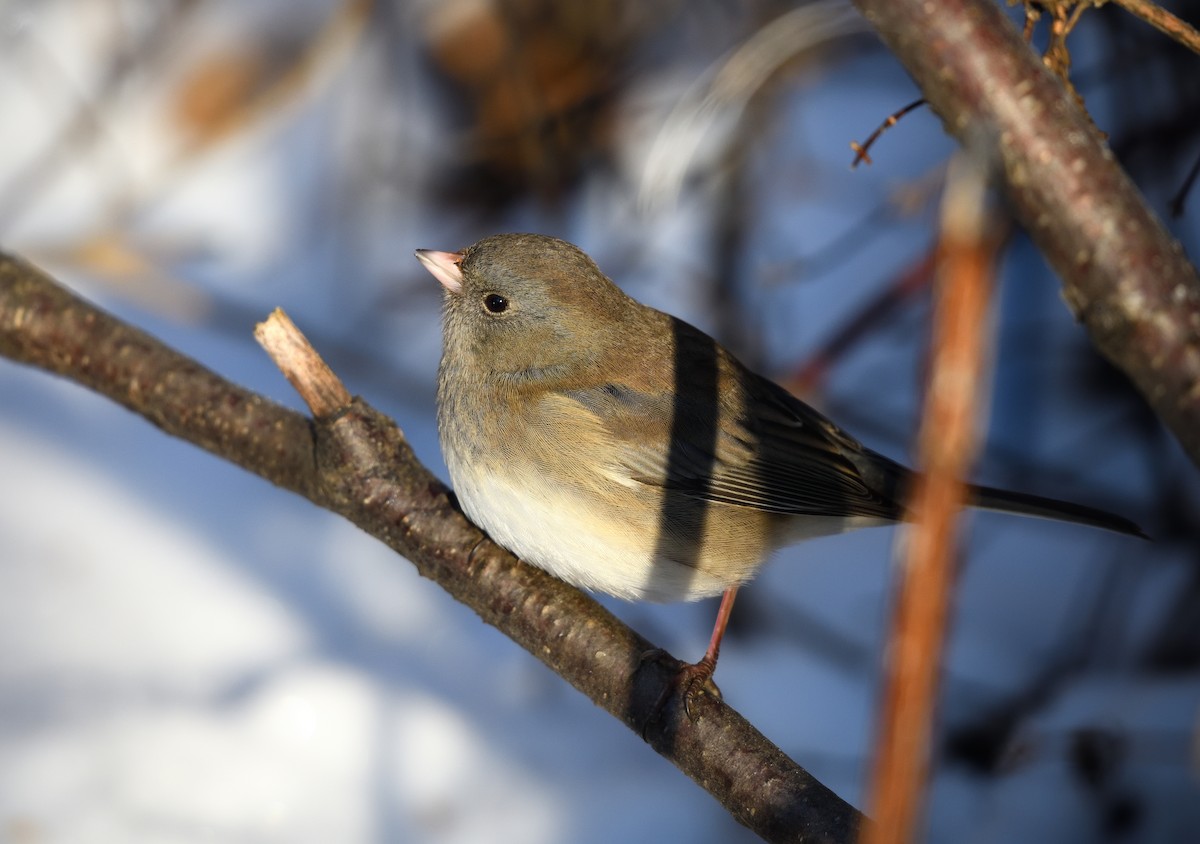 Dark-eyed Junco - ML645091840