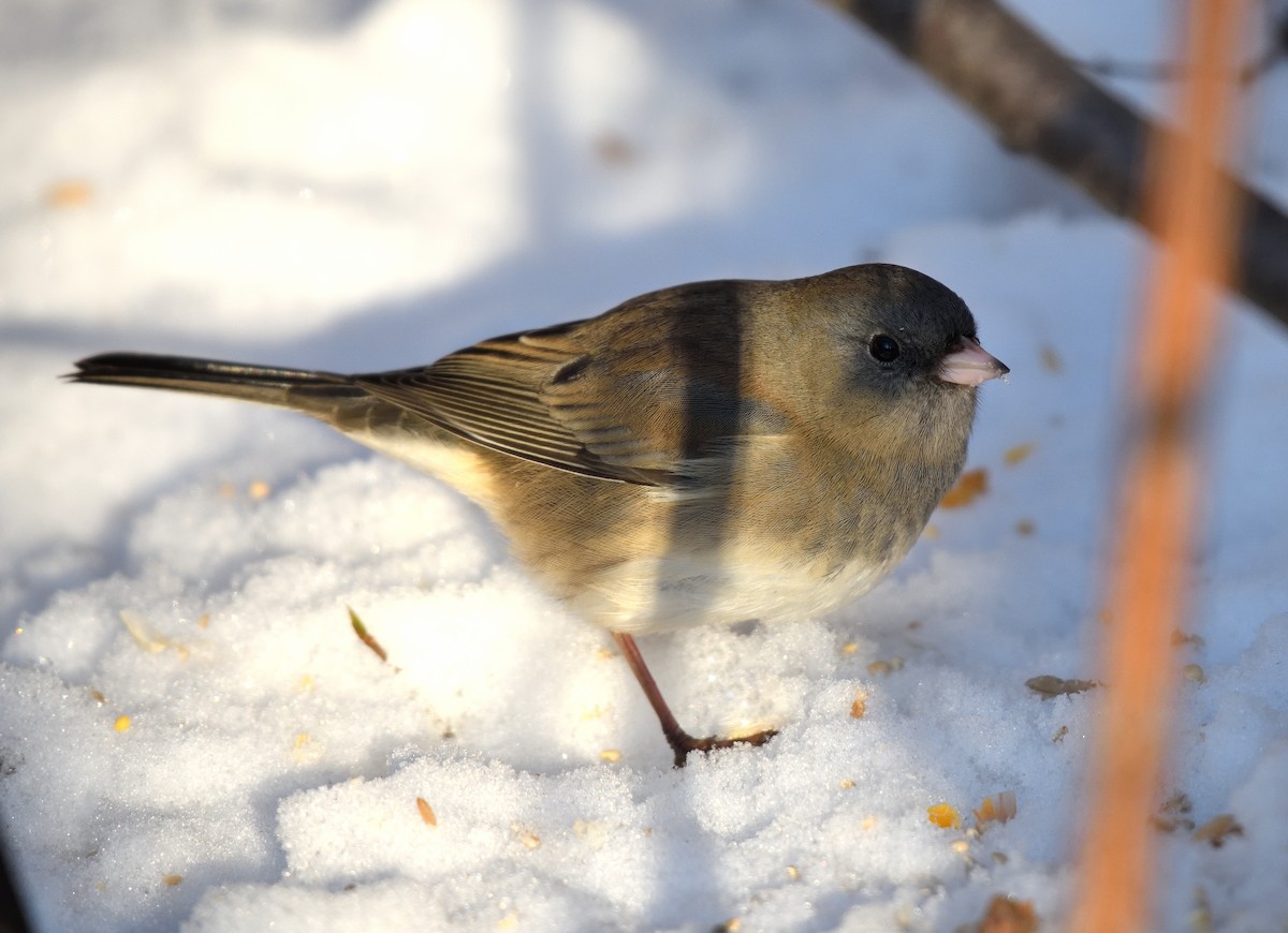 Dark-eyed Junco - ML645091848