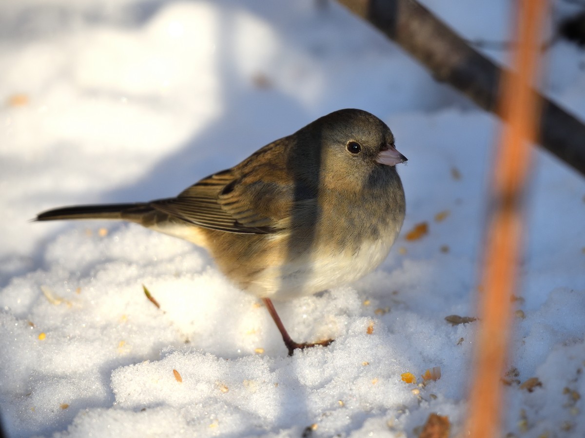 Dark-eyed Junco - ML645091853