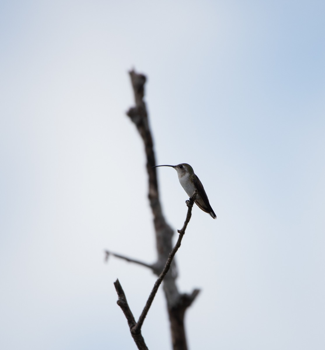 Mexican Sheartail - ML645091854