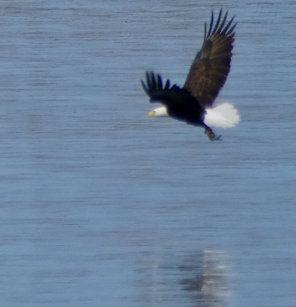 Bald Eagle - ML645091864