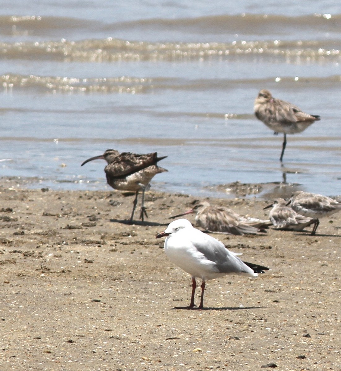 Eurasian Whimbrel - ML645091878