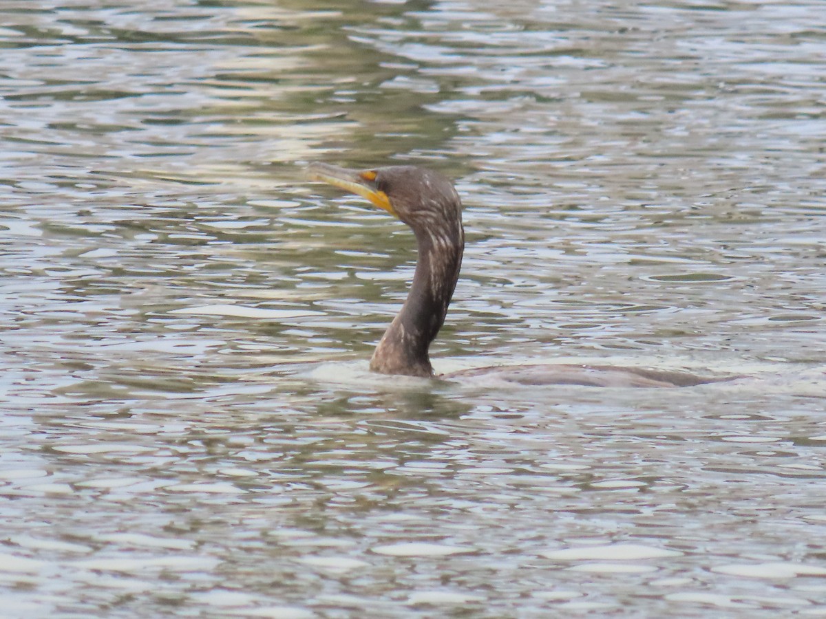 Cormoran à aigrettes - ML645091880