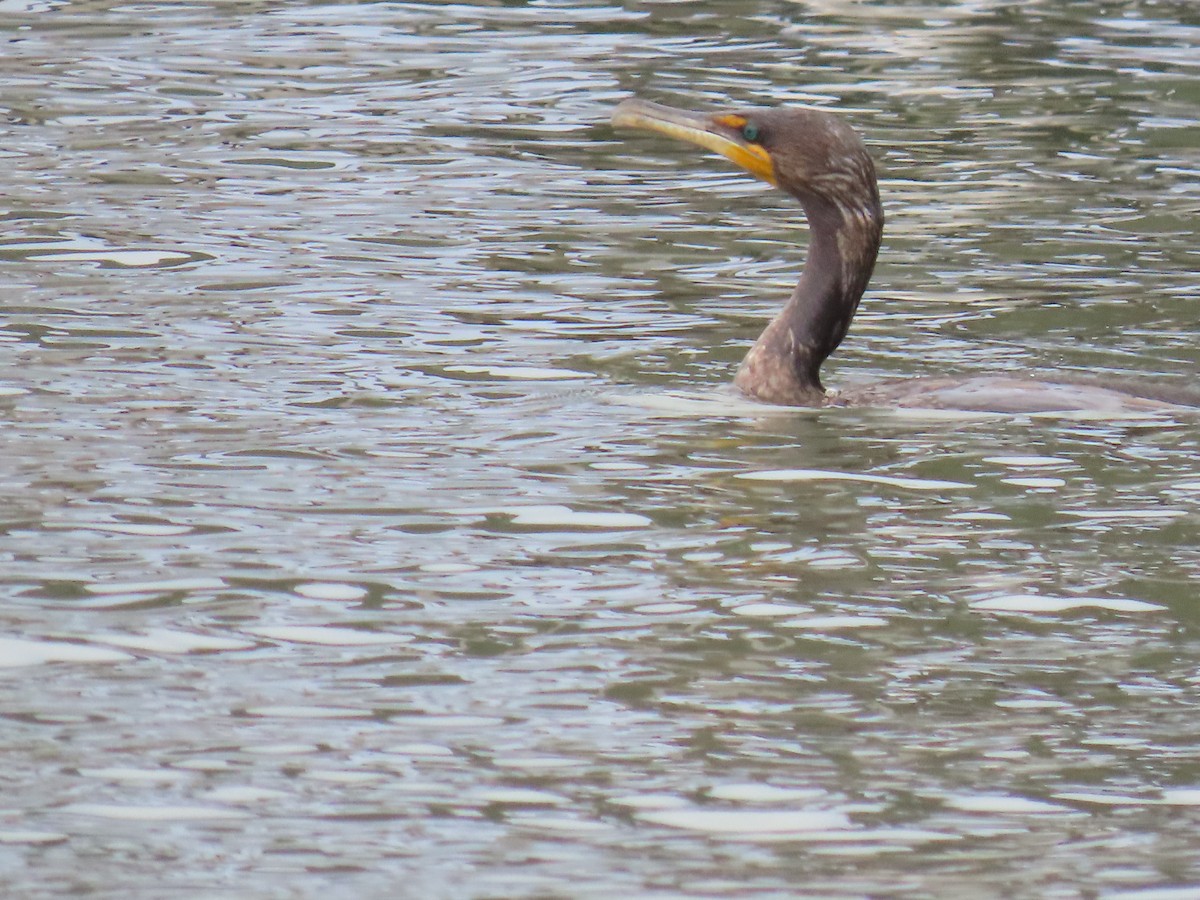 Cormoran à aigrettes - ML645091881