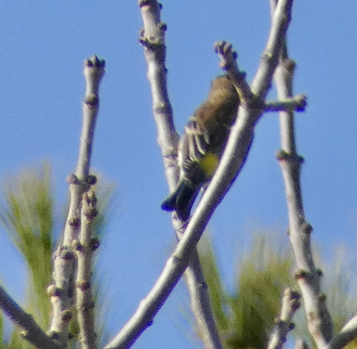 Yellow-rumped Warbler - ML645091884