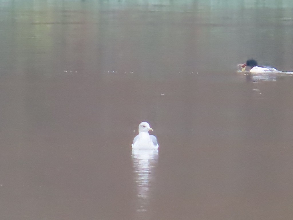 gull sp. - ML645091886