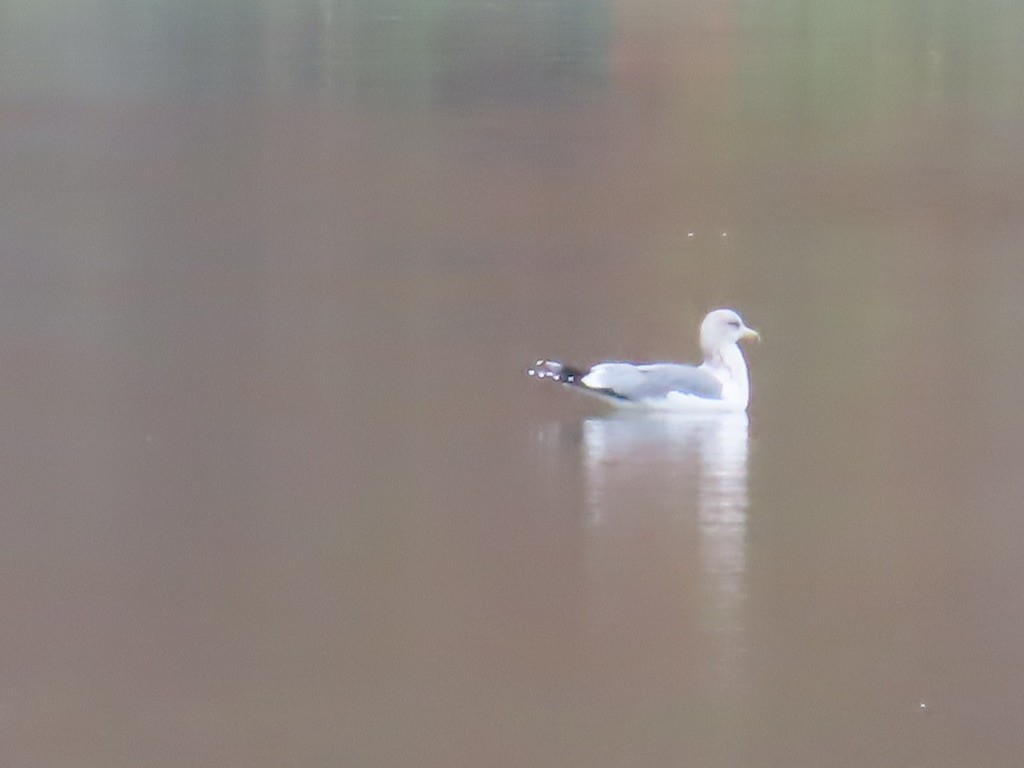 gull sp. - ML645091887