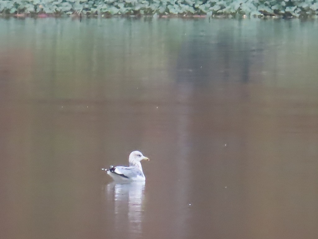 gull sp. - ML645091888