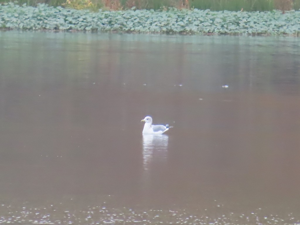 gull sp. - ML645091889