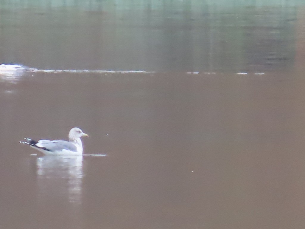 gull sp. - ML645091890