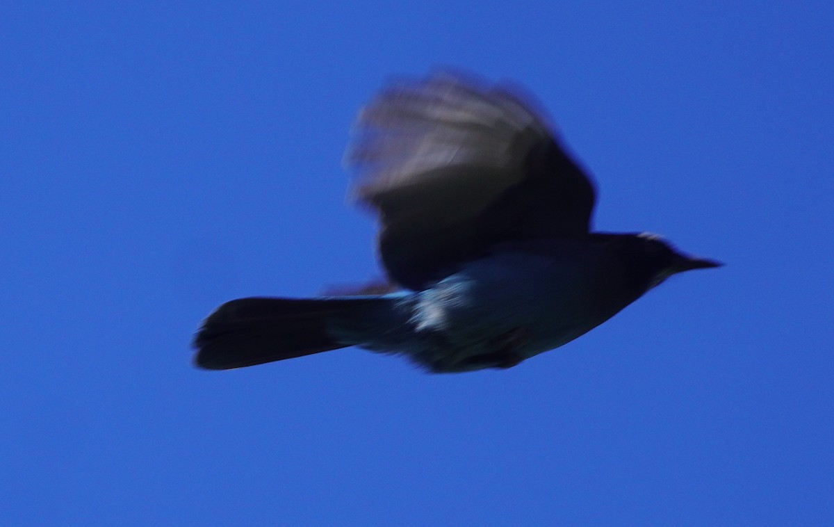 Стеллерова сойка - ML645091895