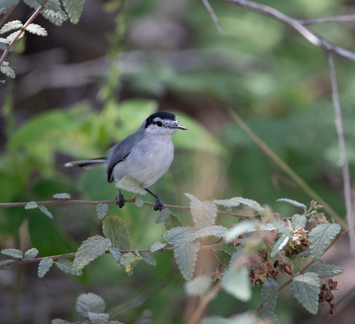 Yucatan Gnatcatcher - ML645091899