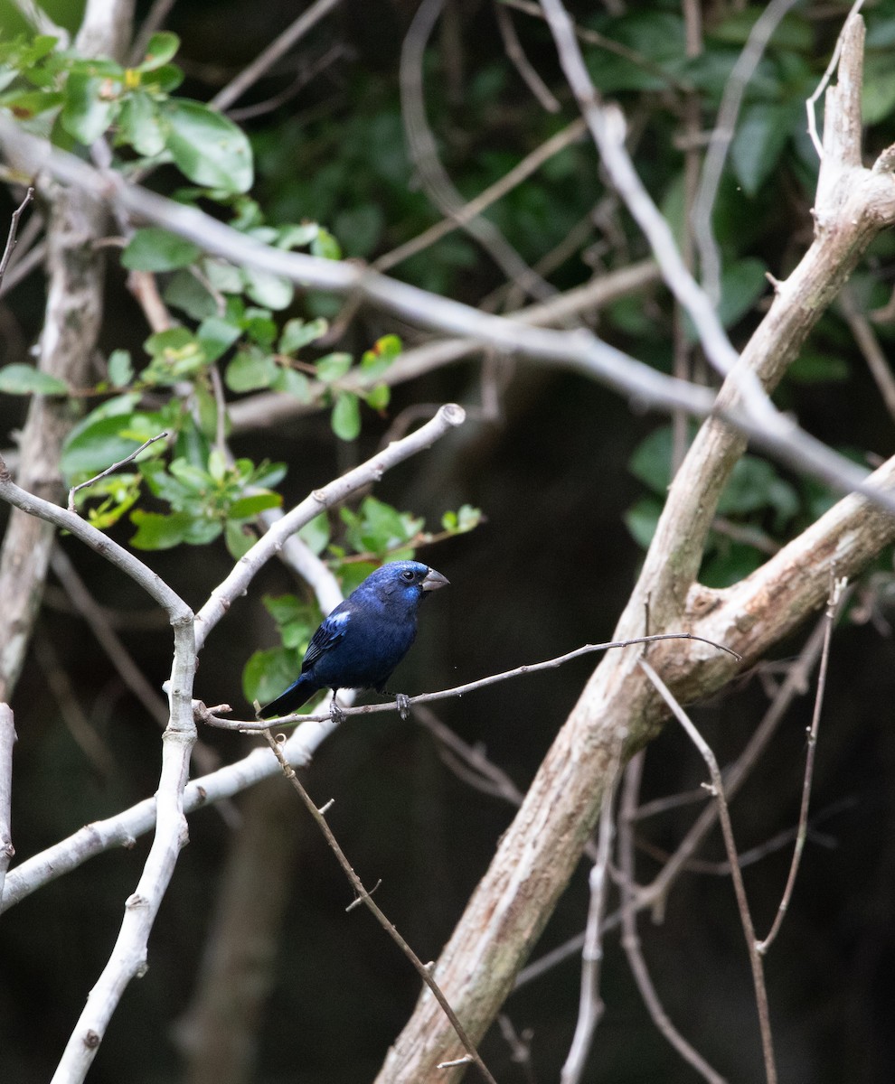 Blue Bunting - ML645091930