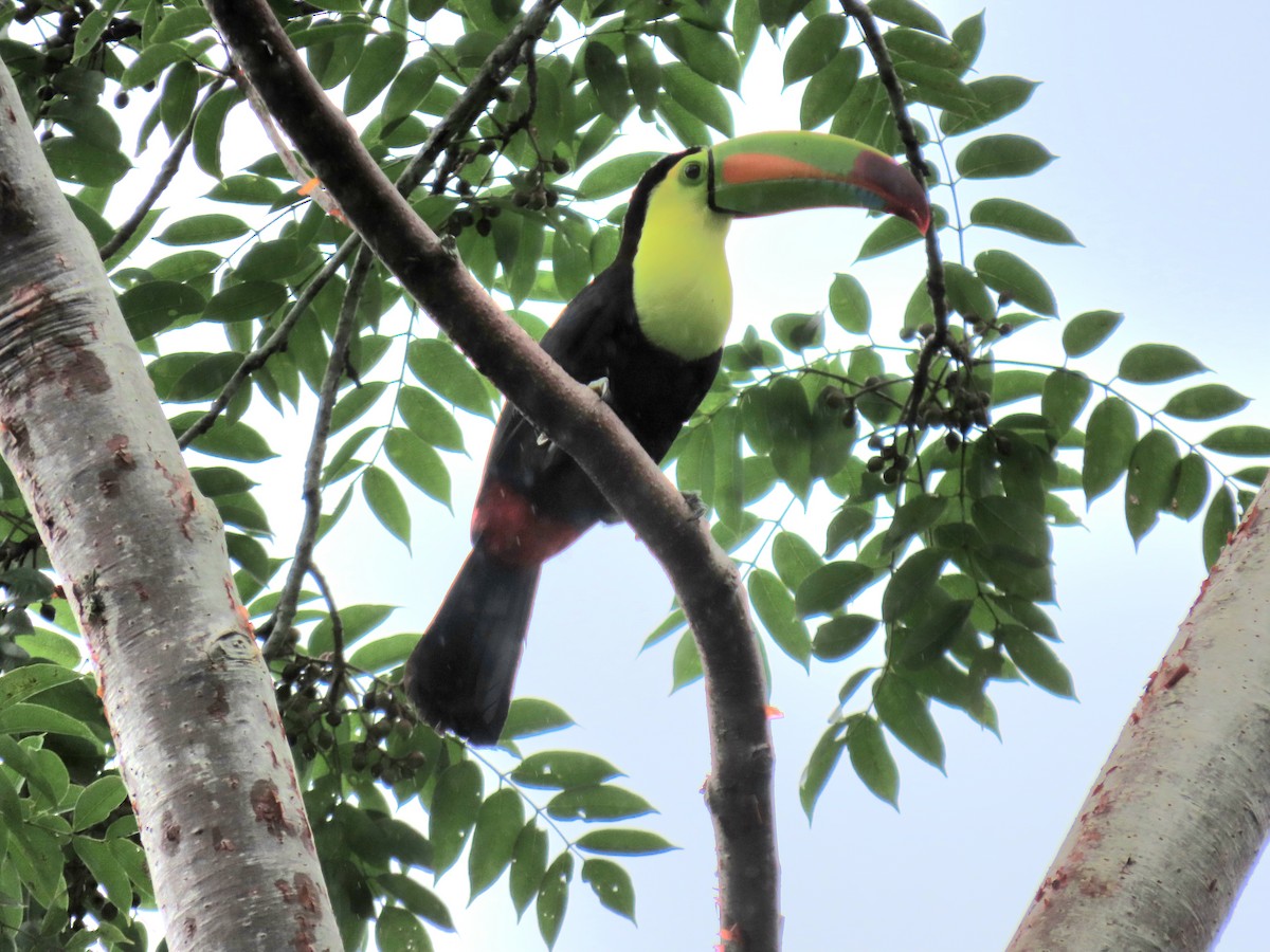 tukan středoamerický - ML645091947