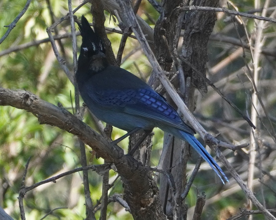 Стеллерова сойка - ML645091953