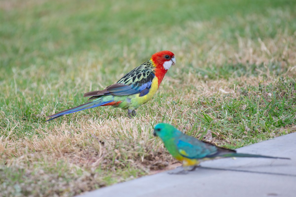 Eastern Rosella - ML645091958